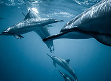 NBA新赛季重要时间节点出炉 12月23日打响揭幕战